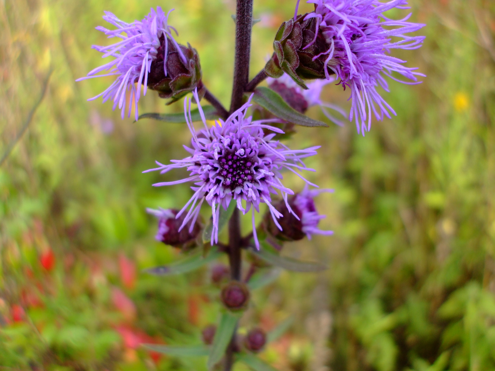 Liatris scariosa